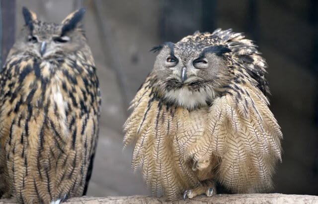 An owl wakes up in its cage on a sunny spring day in a park in Essen, western Germany, on March 26, 2014