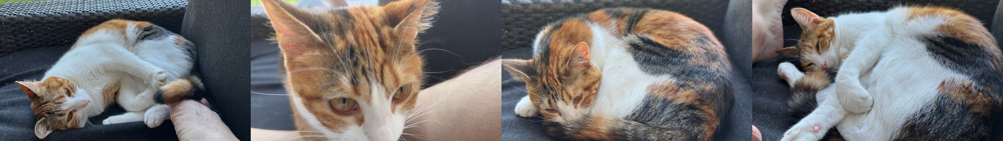 Featured image for Hashtag: CaturdayGoals